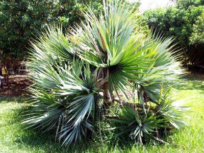 Pandanus vandermeeschii - Mauritius endemic