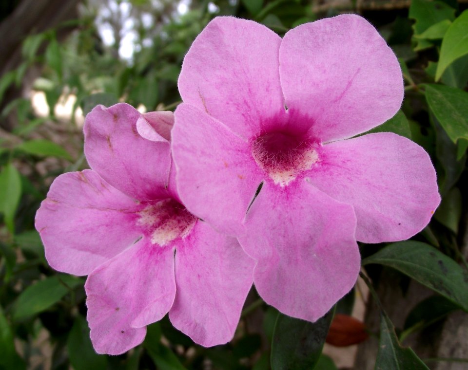 Pandorea jasminoides
