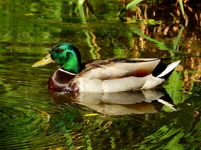 Duck floating outdoors photo