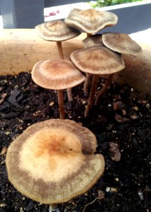 Panaeolus cinctulus 3070846