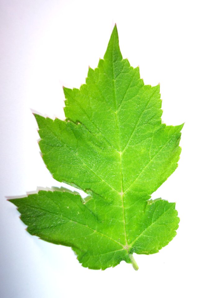 Panais sauvage(0)a