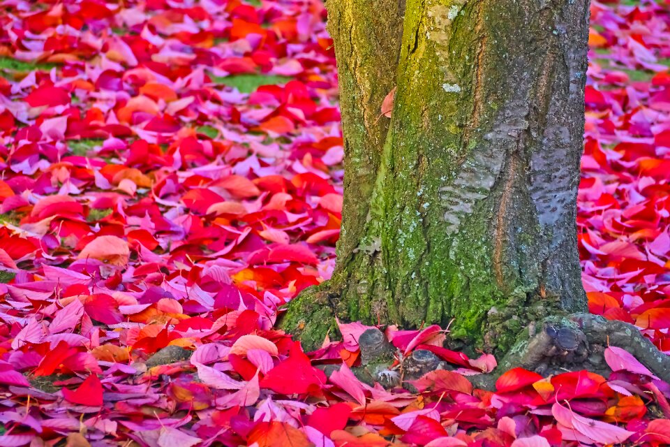 Tree landscape plant