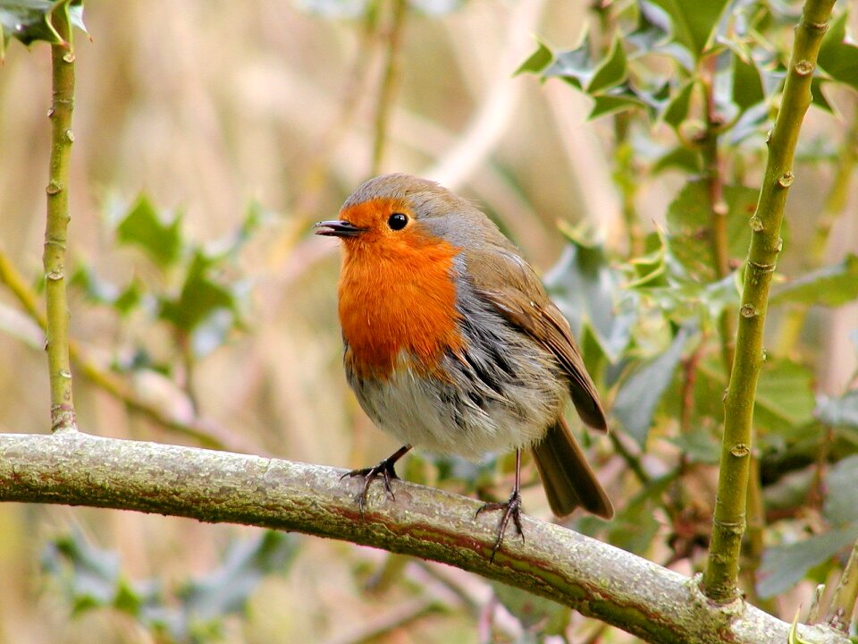 Wild songbird nature