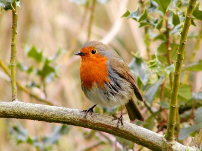Wild songbird nature