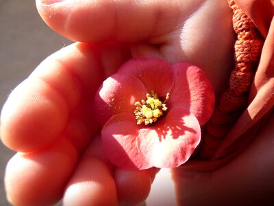 Detail pollen tenderness