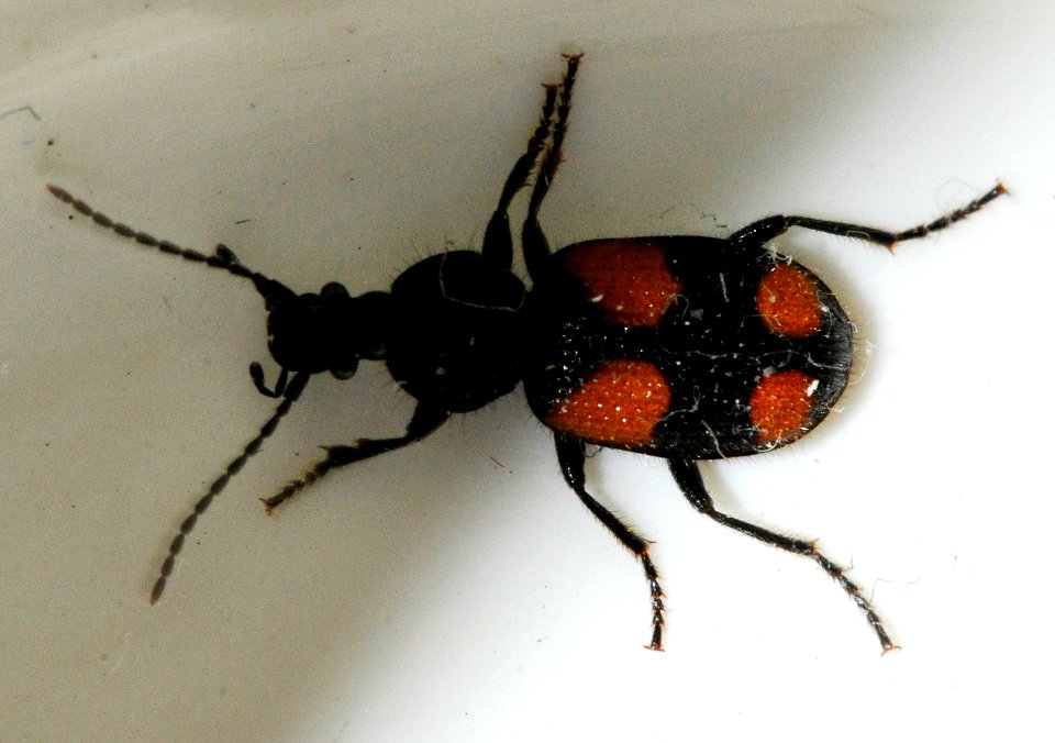 Panagaeus-bipustulatus-07-fws