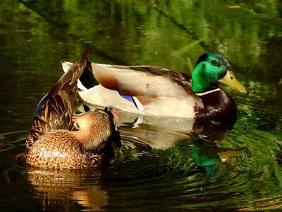 Couple duck floating photo