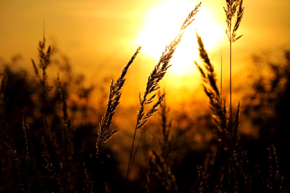 Grass glitter twilight