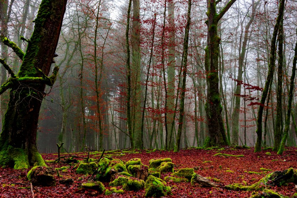 Nature landscape autumn
