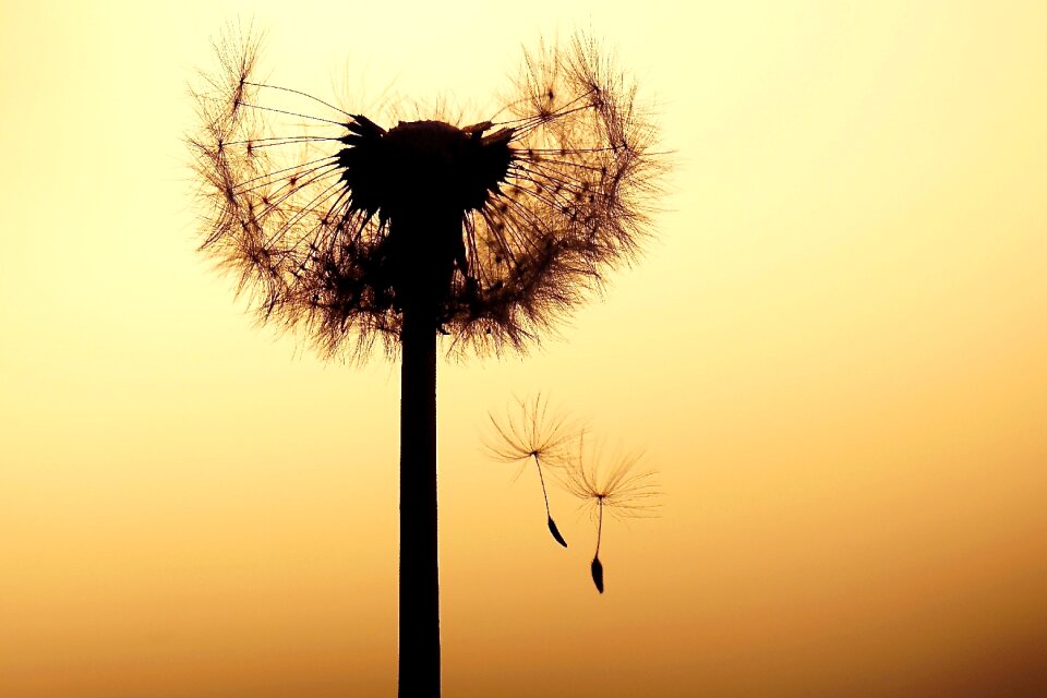 Flower dandelion seeds close up