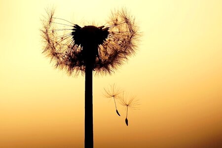 Flower dandelion seeds close up photo