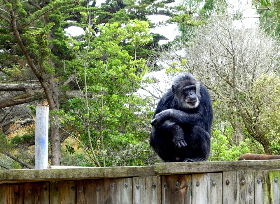 Pan troglodytes - San Francisco Zoo - San Francisco, CA - DSC03522