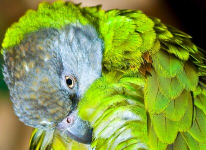 Senegal parrot hygiene purification