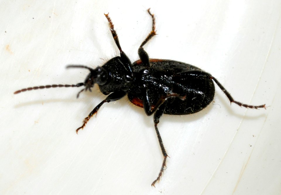 Panagaeus-bipustulatus-05-fws