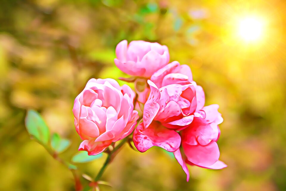Rose garden petal
