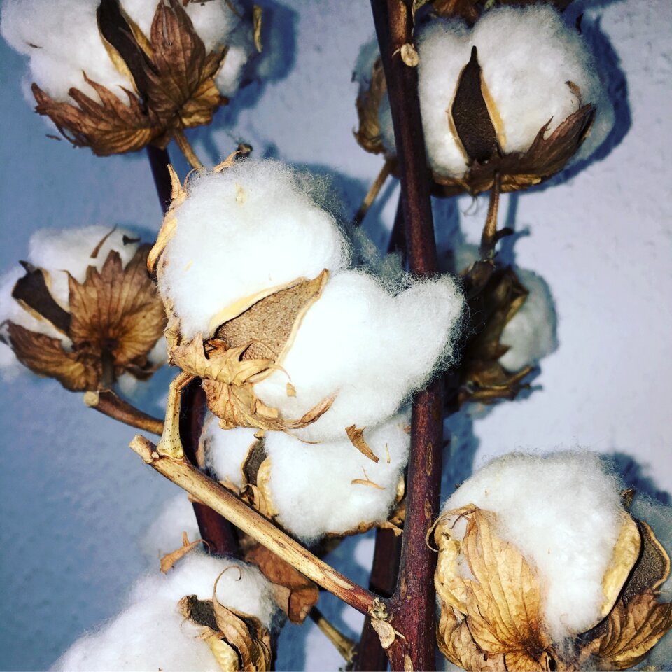 Flowers bush cotton shrub