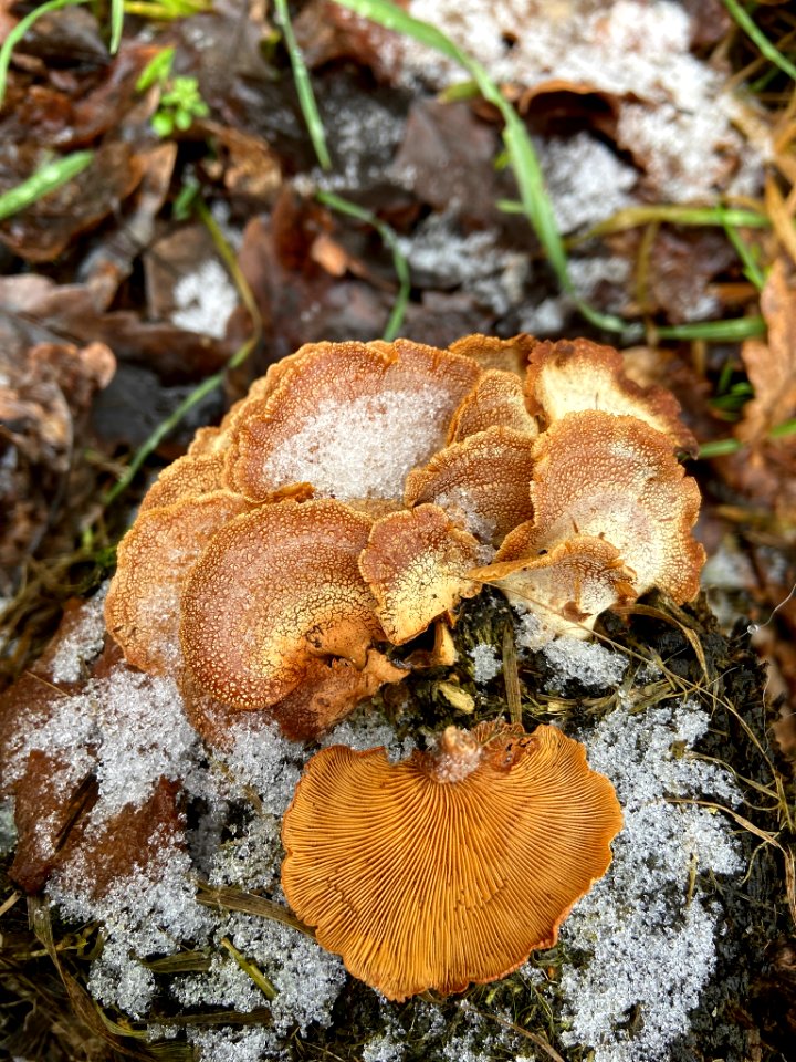 Panellus stipticus 108598512