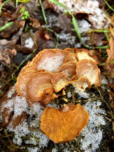 Panellus stipticus 108598512