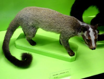 Paguma larvata - Museo Civico di Storia Naturale Giacomo Doria - Genoa, Italy - DSC02725