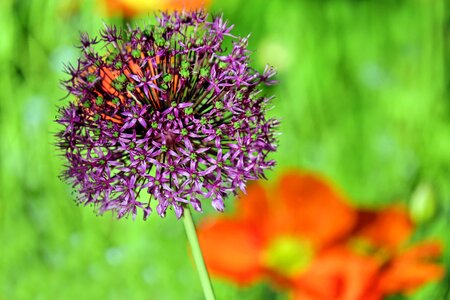 Blossom bloom purple photo