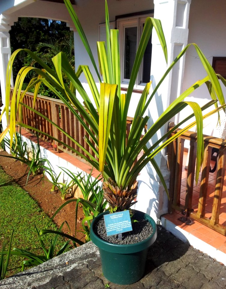 Pandanus iceryi - Monvert arboretum visitors centre - Mauritius