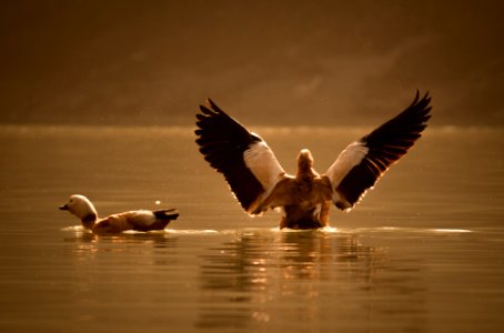 Pair of ruddy shell duck in the action photo