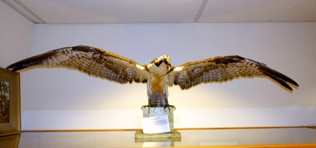 Pandion haliaetus - Mount Angel Abbey Museum - Mount Angel Abbey - Mount Angel, Oregon - DSC00062
