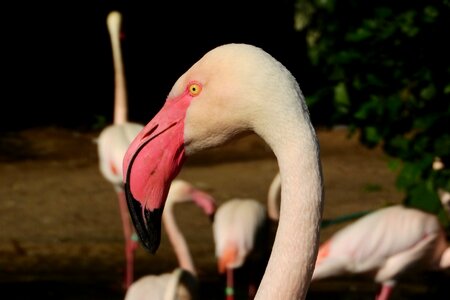 Beak head the prague zoo photo