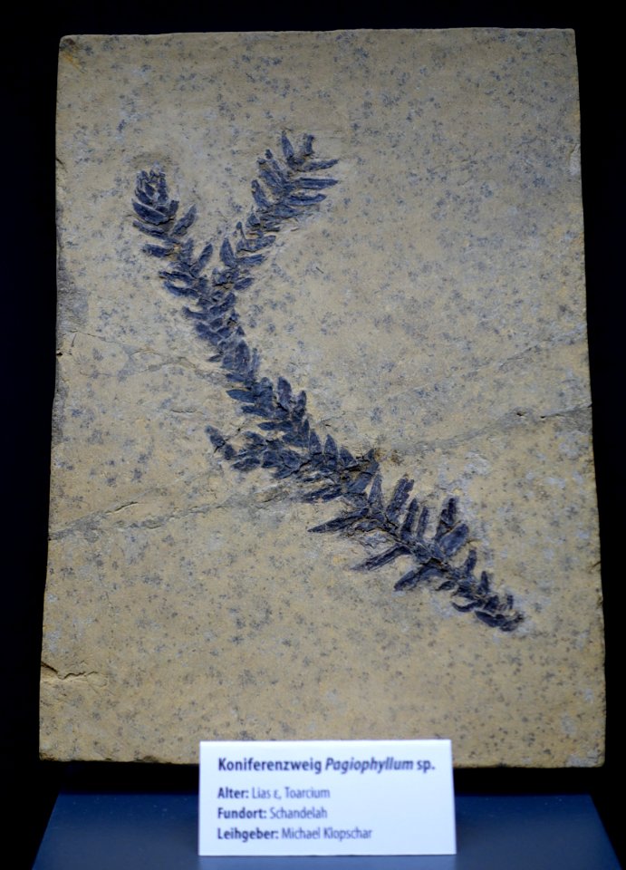 Pagiophyllum sp. - Naturhistorisches Museum, Braunschweig, Germany - DSC05070