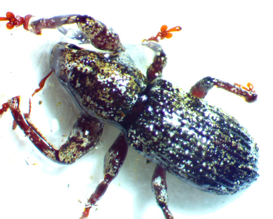 Pandeleteius hilaris