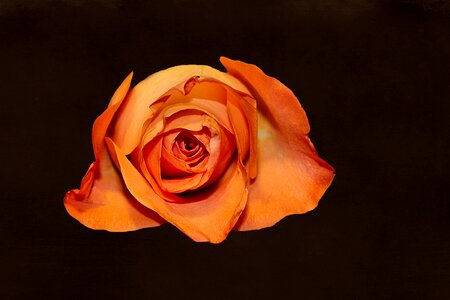 Blossom bloom rose blooms