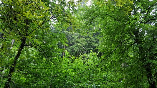 Silent forest relaxation