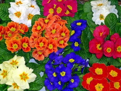 Genus primrose macro