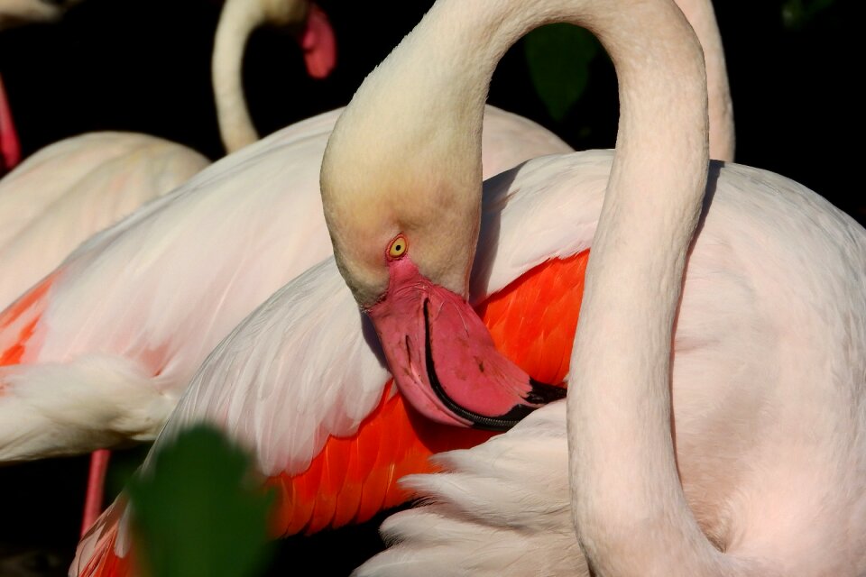 Beak cleansing is to clean the feathers