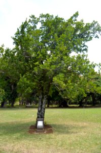 Pamplemousses, Sir Seewoosagur Ramgoolam Botanical Garden, Eleaodendron orientale Celastraceae by Indira Ghandi