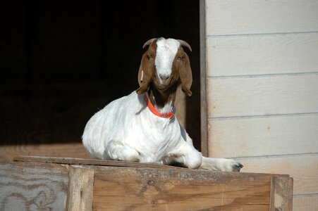 Farmyard wool animal