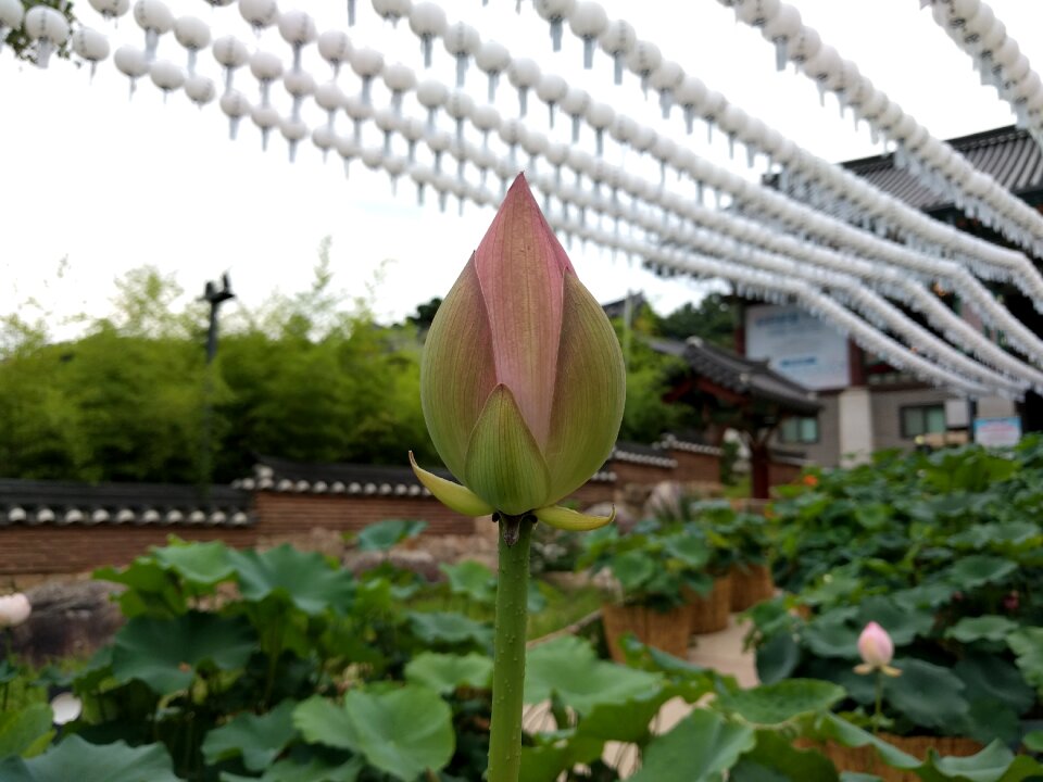 Flowers section lotus