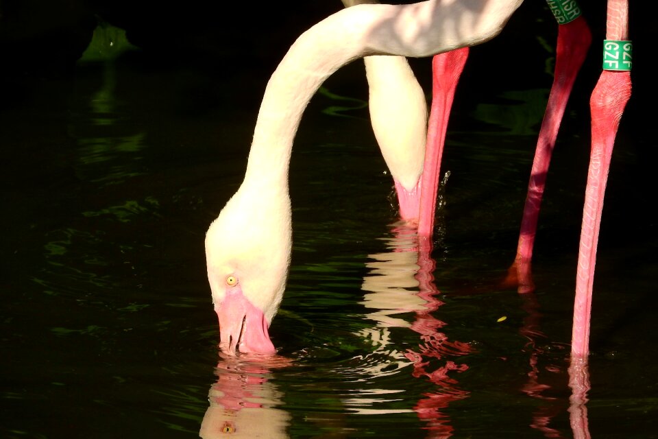 Beak in the water filtering water