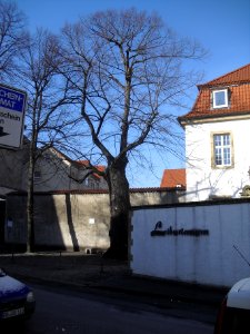 Paderborn - Linde vor Kapuzinerkirche