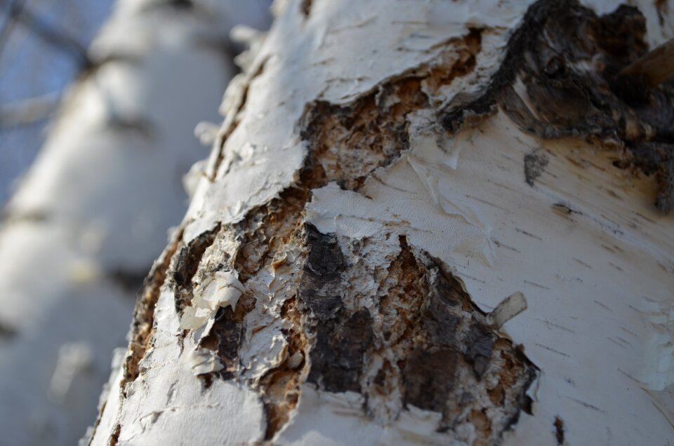 Trunk birch bark living nature photo