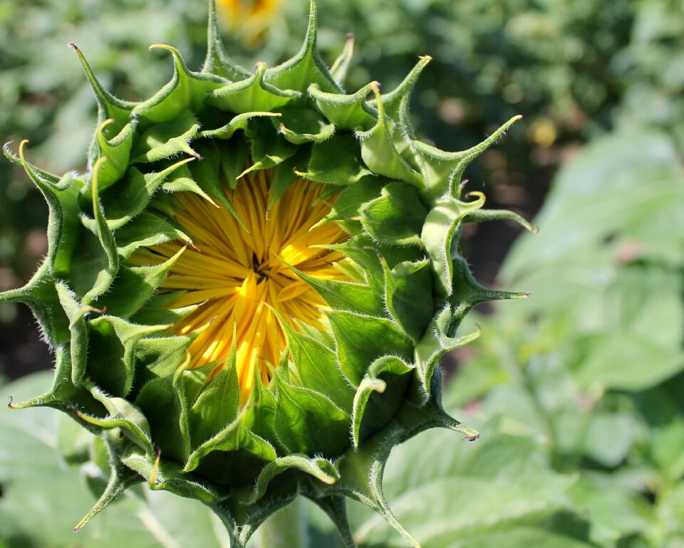 Blossom yellow green sunflower