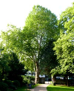 Paderborn - Platane am Haxthausenhof