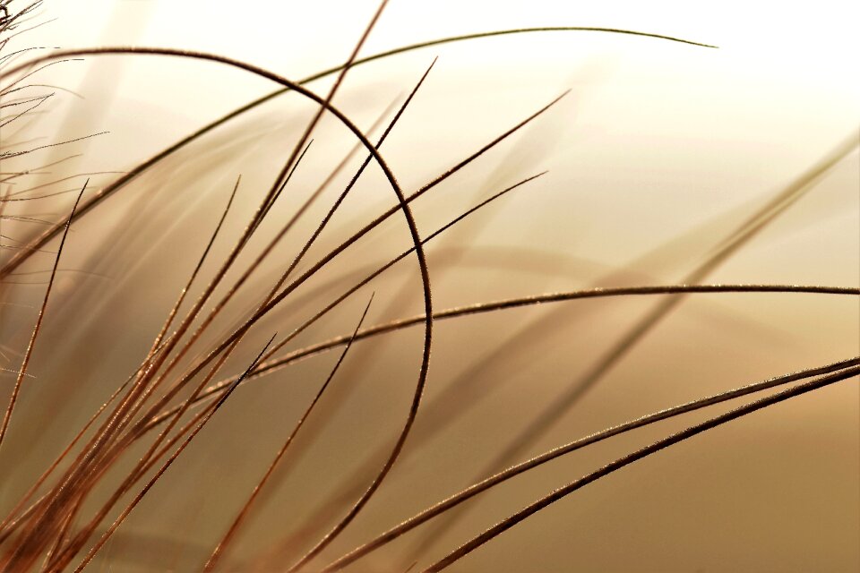 Morning mood nature