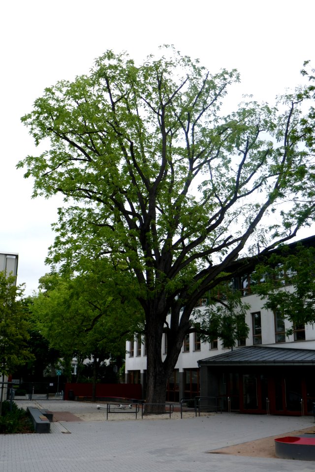 Paderborn - Schwarznuss am Pelizäeus-Gymnasium