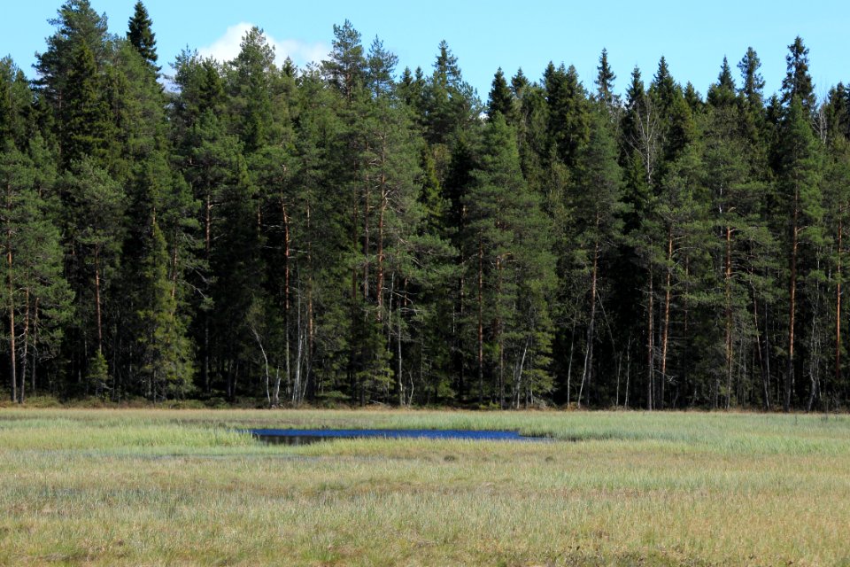 Pahalampi Oulu 20150524