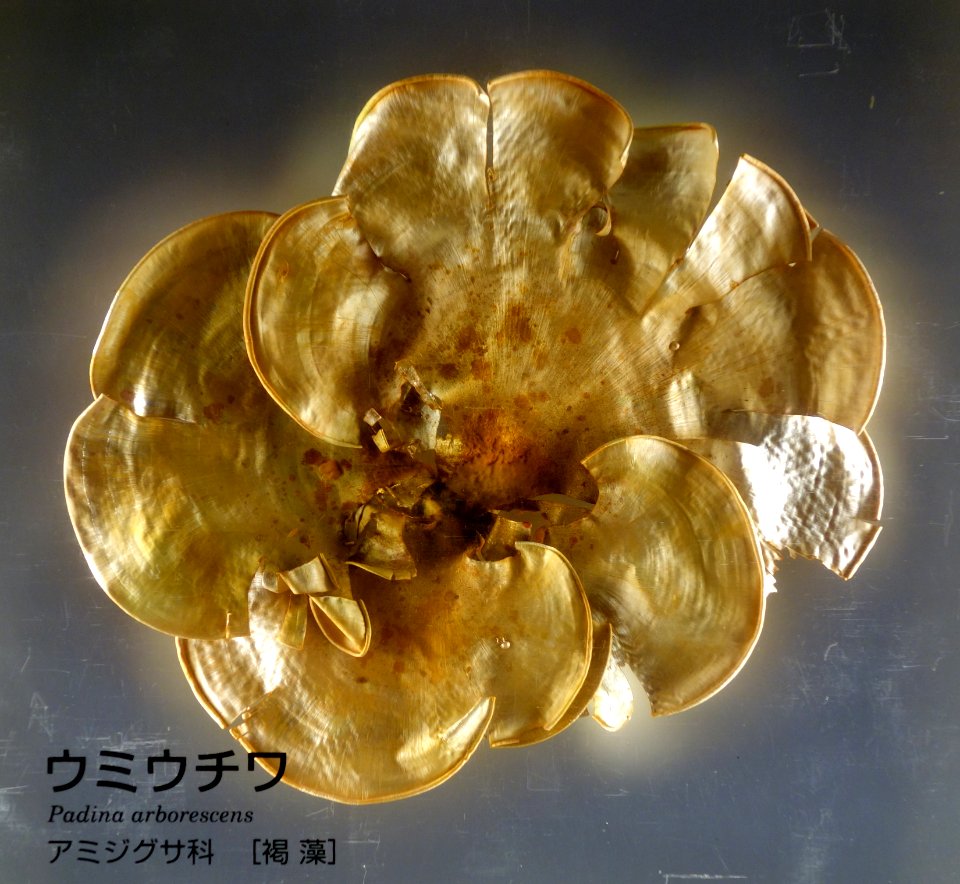 Padina arborescens - National Museum of Nature and Science, Tokyo - DSC07653
