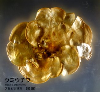 Padina arborescens - National Museum of Nature and Science, Tokyo - DSC07653
