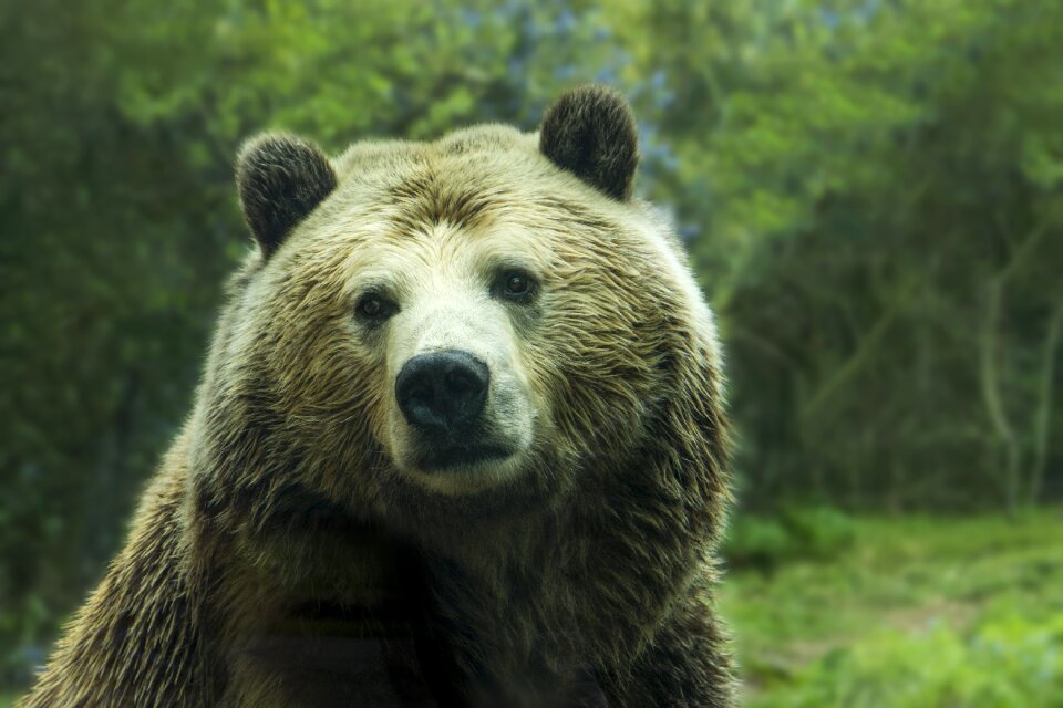 Brown animal nature