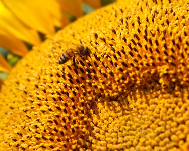 Bee beekeeping pollen photo