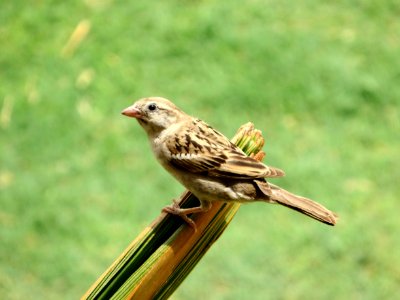 Pakistani Sparrow